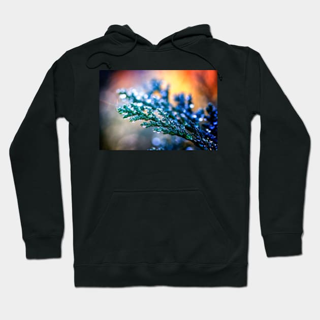 Raindrops on Leylandii Hoodie by heidiannemorris